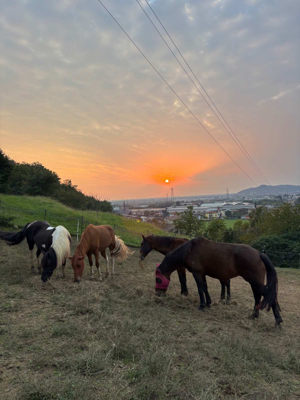 Addestratrice equina professionista